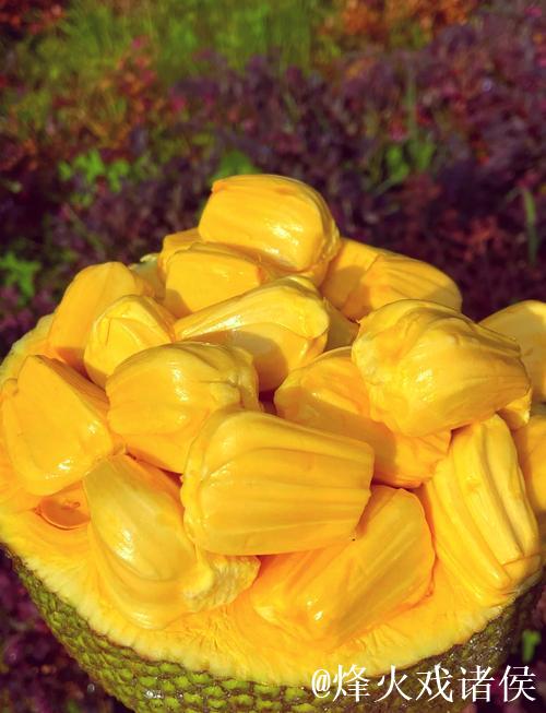 菠萝蜜午夜视频背后的奇幻世界揭秘